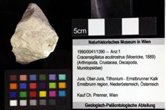 Foto (Objket + Etiketten) von Cracensigillatus acutirostrus (Moericke, 1889) 